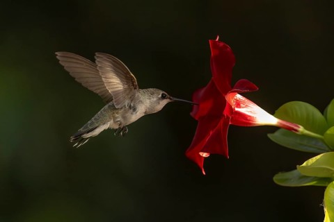 Anna's hummingbird (calypte anna) enjoying the red mandevilla