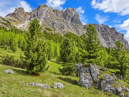 Passo di Falzarego with Tofane and Lagazuoi, trees in front of the Dolomites, Belluno, Italy,