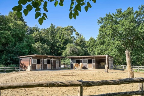 Haflinger, Gutshof am Britzer Schloss, Alt-Britz, Neukölln, Berlin, Germany, Europe