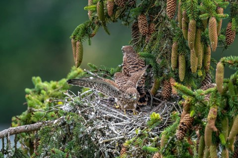 Common kestrel (Falco tinnunculus), young birds not yet ready to fly in the nest,
