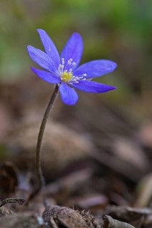 Common Hepatica, liverwort, kidneywort, pennywort (Anemone hepatica, Hepatica nobilis) in flower in