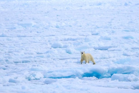 Lone polar bear (Ursus maritimus) hunting on pack ice, drift ice in the Arctic Ocean along the