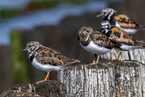 Ruddy turnstones (Arenaria interpres) two juveniles and adults in breeding plumage resting on