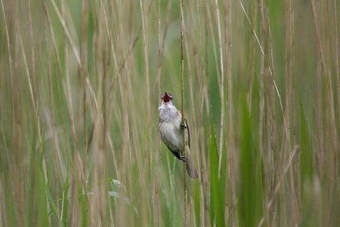 Great reed warbler (Acrocephalus arundinaceus) male singing from reed stem in reedbed in spring