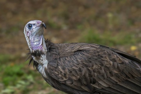 Hooded vulture (Necrosyrtes monachus) close up portrait, native to Africa