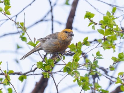 Pine Grosbeak (Pinicola enucleator), adult female, perched on Birch tree branch, May, Finnish