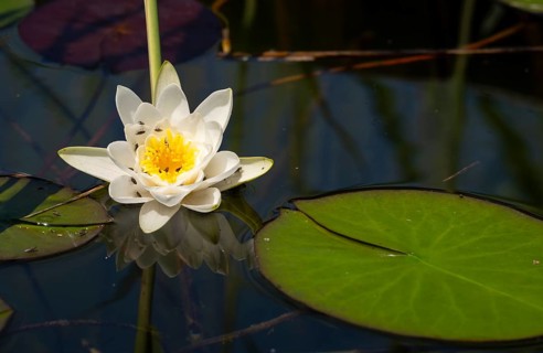 European white water lily (Nymphaea alba), insects, water, Lower Austria