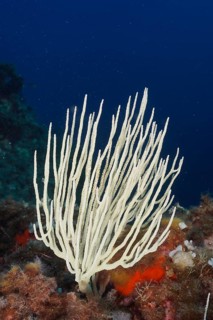 White gorgonian (Eunicella singularis) rising from a colourful reef. Dive site Giens Peninsula,