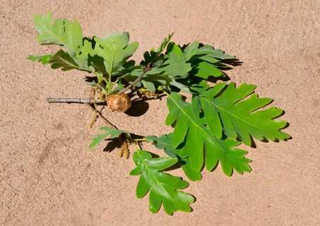 Green oak leaves on a small branch on light-coloured ground, gall on an oak caused by a sponge gall