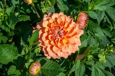 Flowering Dahlias (Dahlia), variety Just Marriwd in the Dahlia Farm in Löderup, Ystad municipality,