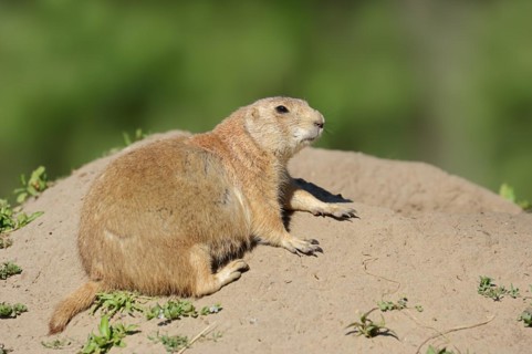 Black-tailed prairie dog (Cynomys ludovicianus) at the burrow, captive, occurrence in North America