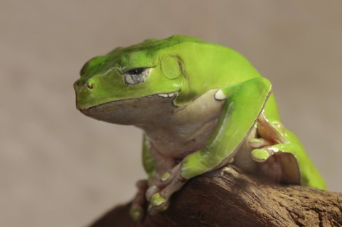 Giant leaf frog (Phyllomedusa bicolor), captive, occurrence in South America