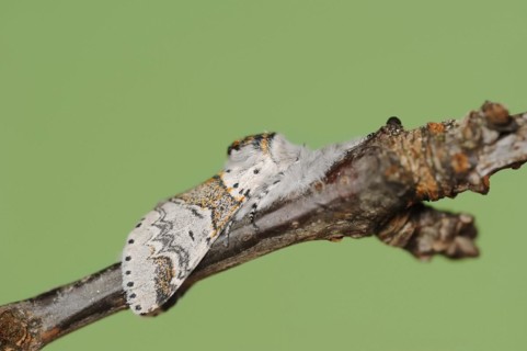 Sallow kitten moth (Furcula furcula), North Rhine-Westphalia, Germany, Europe