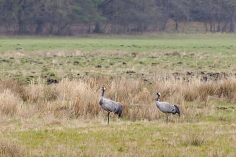 Two cranes (Grus grus) in Teufelsbruch, Waren, Müritz, Heilbad, Müritz National Park, Mecklenburg