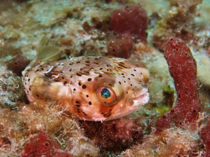 Long-spine porcupinefish (Diodon holocanthus), dive site Nursery, Pompano Beach, Florida, USA,