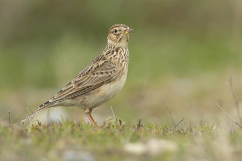 Eurasian skylark (Alauda arvensis) adult bird on grassland, England, United Kingdom, Europe