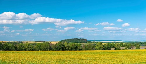 Field with marigolds (Calendula officinalis), medicinal plant, blue sky with cumulus clouds, near