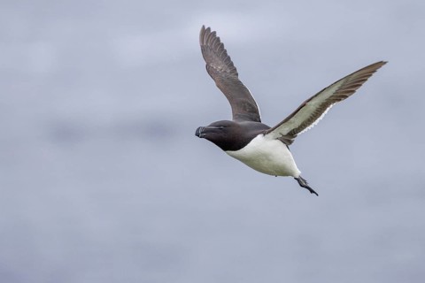 Razorbill (Alca torda), flies, Grimsey Island, Iceland, Europe