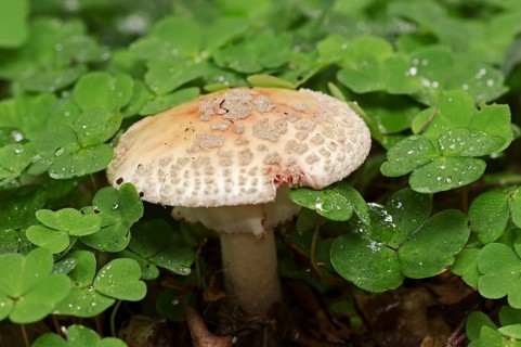Pearl mushroom or blusher (Amanita rubescens) and common wood sorrel (Oxalis acetosella), North
