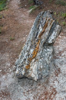 Standing fossilised tree trunk with distinctive grain and colour stripes, Petrified Forest,