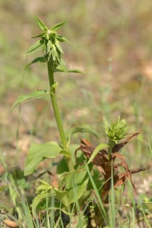 Tremol's helleborine (Epipactis tremolsii, Epipactis helleborine subsp. tremolsii), Provence,