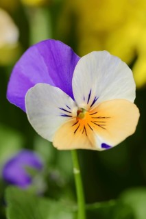Horned violet or horned pansy (Viola cornuta), flower, North Rhine-Westphalia, Germany, Europe