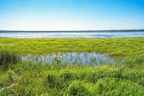 View at a flooded wetland with lush green water plants on the waters edge a beautiful spring day