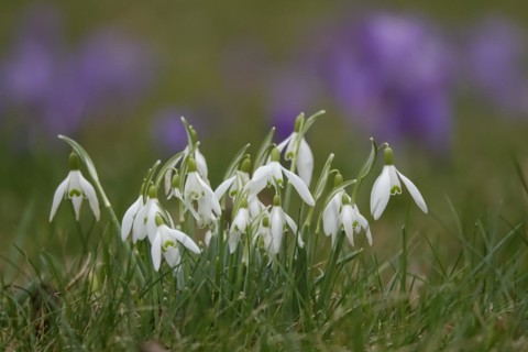 Snowdrops, crocuses in the background