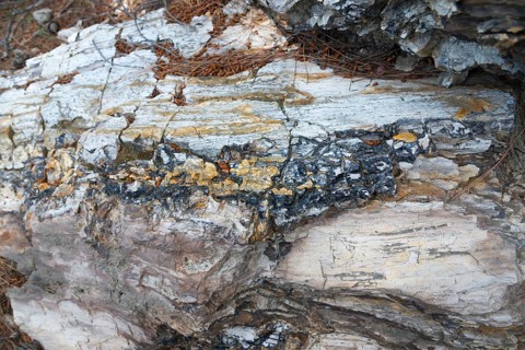 Woodstone with layered minerals and recognisable tree structure, Petrified Forest, Lefkimis,