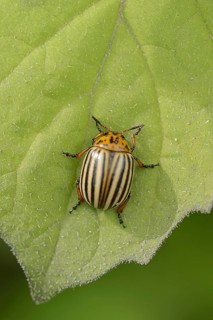 Colorado potato beetle (Leptinotarsa decemlineata), North Rhine-Westphalia, Germany, Europe