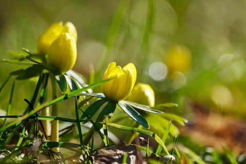 Winter aconites (Eranthis hyemalis), Germany, Europe