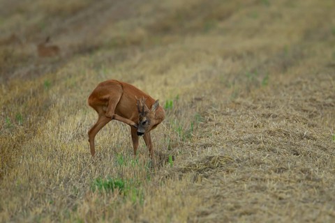Roe deer (Capreolus capreolus) adult male buck standing in a farmland stubble field, Suffolk,