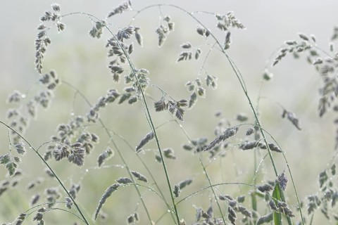 Orchard grass (Dactylis glomerata) with morning dew in fog, North Rhine-Westphalia, Germany, Europe