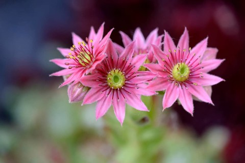 Houseleek (Sempervivum), inflorescence, North Rhine-Westphalia, Germany, Europe