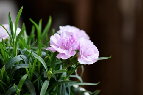 Close up of flowers of light purple Dianthus flowers