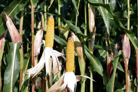 Corn (Zea mays), grain, two, corn field, Germany, Two corn cobs are freed from their husks. This is