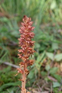 Greater broomrape (Orobanche rapum-genistae), a subspecies of the spiderwort family (Orobanchaceae)