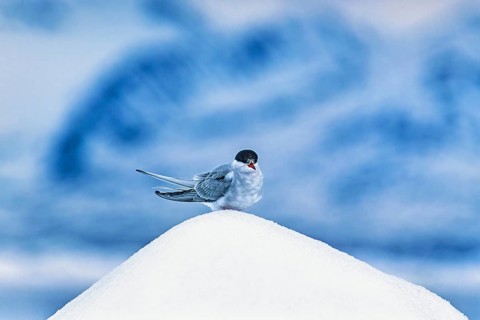 Arctic tern (Sterna paradisaea) sitting on top of a iceberg in Arctic, Svalbard, Norway, Europe