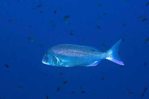 Common dentex (Dentex dentex) in the Mediterranean Sea near Hyères. Dive site Giens Peninsula, Côte