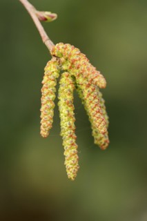 Gray alder (Alnus incana), male catkins, North Rhine-Westphalia, Germany, Europe