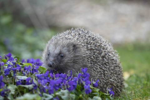 European hedgehog (Erinaceus europaeus) adult animal walking across flowering Violet flowers in a