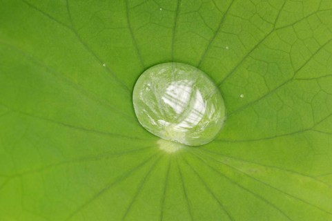 Indian lotus flower (Nelumbo nucifera, Nelumbium speciosum), leaf with water droplets, ornamental