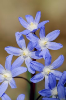 Lucile's glory-of-the-snow (Chionodoxa luciliae), flowers, ornamental plant, North