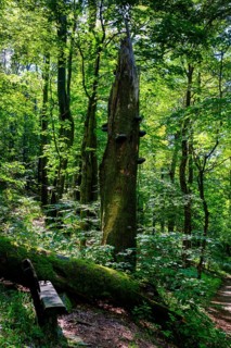 Mountain forest with dead trees, Milseburg, near Hofbieber, Kuppenrhön, Rhön, Hesse, Germany,