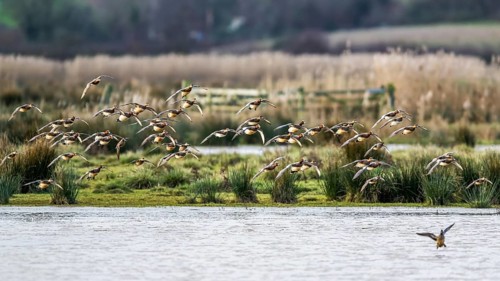Eurasian Wigeon, Mareca penelope, birds in flight over marshes at winter