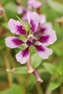 Quiverflower 'Vienco Lavender' (Cuphea llavea), flower, ornamental plant, North Rhine-Westphalia,