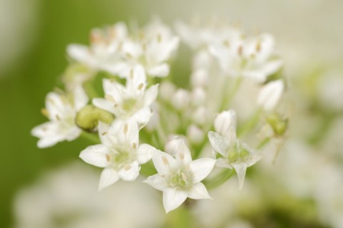 Garlic chives (Allium tuberosum), flowers, spice plant, medicinal plant, North Rhine-Westphalia,