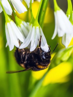 Bumblebee on Three-Cornered Leek, Snowbell, Allium triquetrum in forest at spring time
