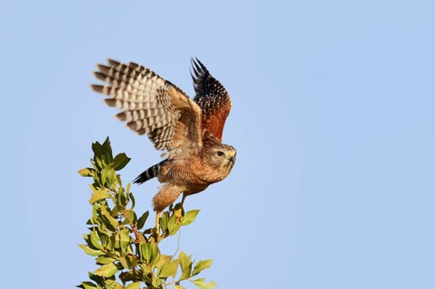 Red-shouldered Hawk (Buteo lineatus) soaring, Everglades National Park, Florida, USA, North America