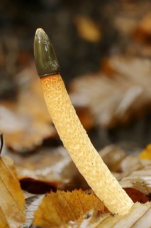 Dog stinkhorn (Mutinus caninus), North Rhine-Westphalia, Germany, Europe